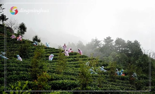 5月7日,一场紧张活泼的"采茶能手大比拼"活动在铅山县武夷山镇仙山岭