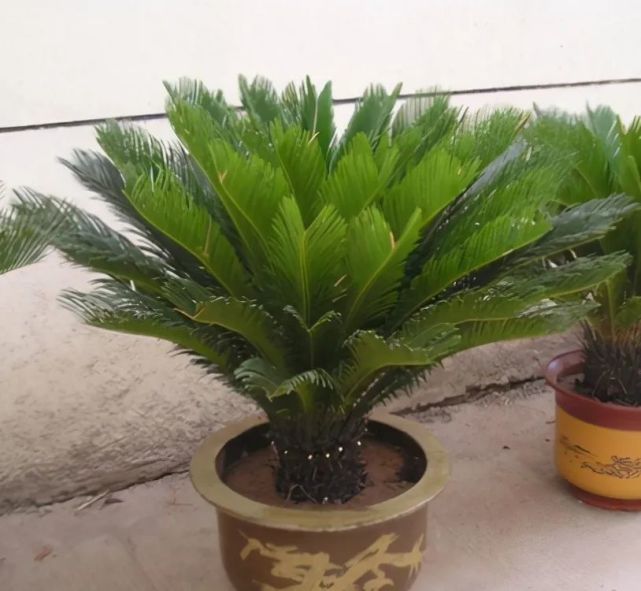 铁树是"懒人花",只要做好"2少1多",才能叶子油绿长势旺盛