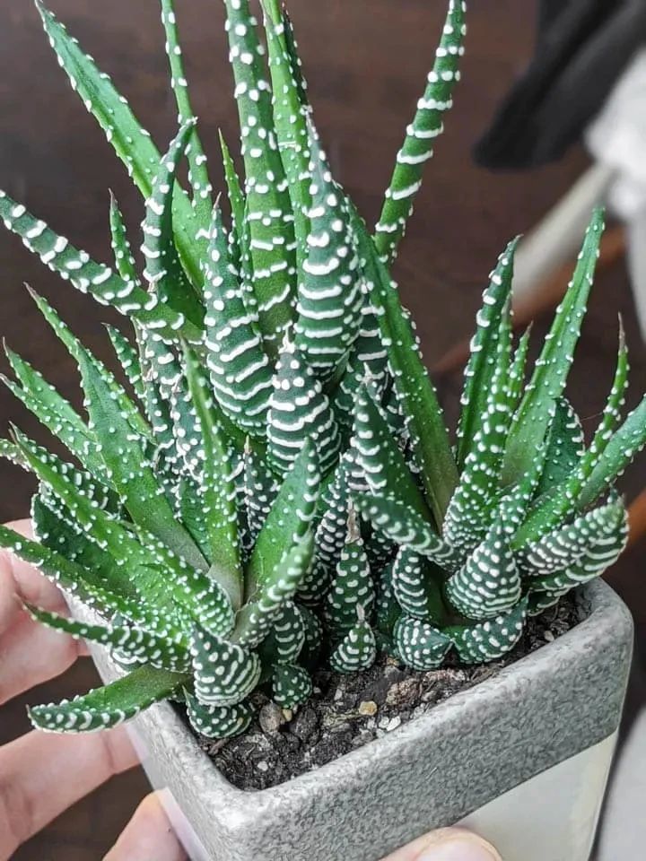 硬叶十二卷特难养死的多肉植物丢在角落里也能活