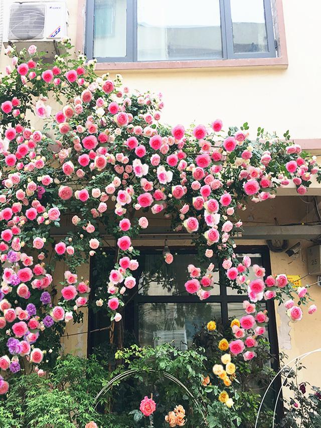 将这款蔷薇花推荐给这位咨询我的朋友谢谢您的信任希望能帮到您