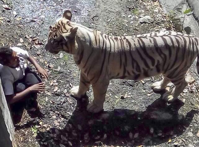 杭州动物园出逃三只豹,滑铲伏虎是臆想,遇到豹,人有还手之力吗|豹子