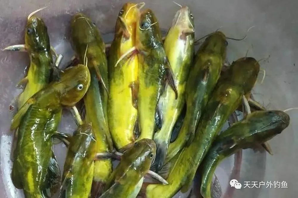 夏季釣魚,選擇適當的目標魚才算明智,比如黃鴨叫,夏季就很好釣_騰訊新