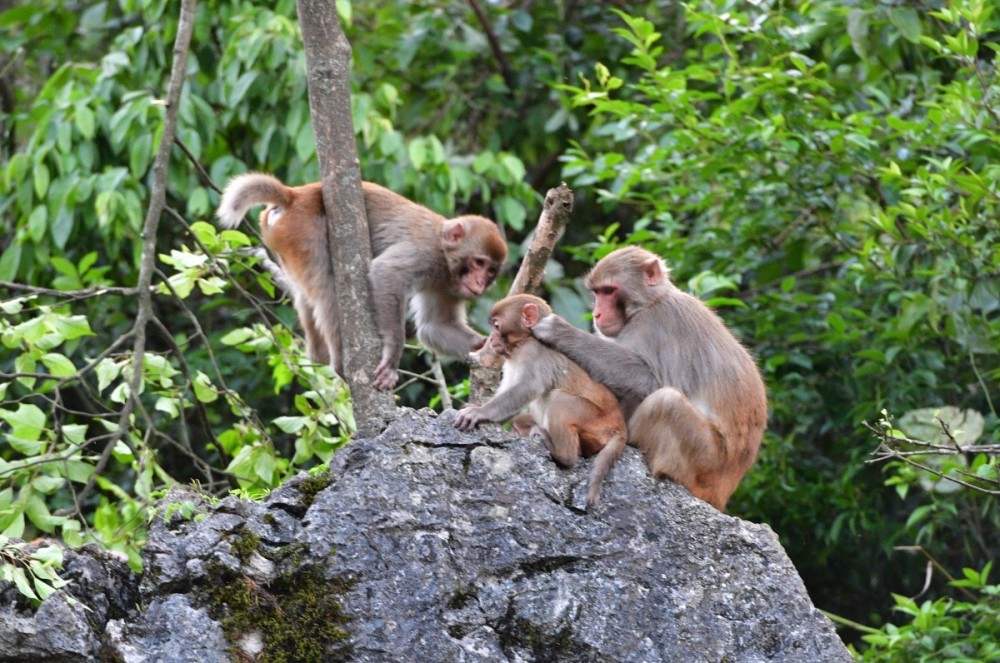 罗平县生态修复猴群欢