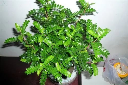 驱蚊草1下面给大家介绍4种植物,家里养上一盆,蚊子不敢进门!你家有吗?