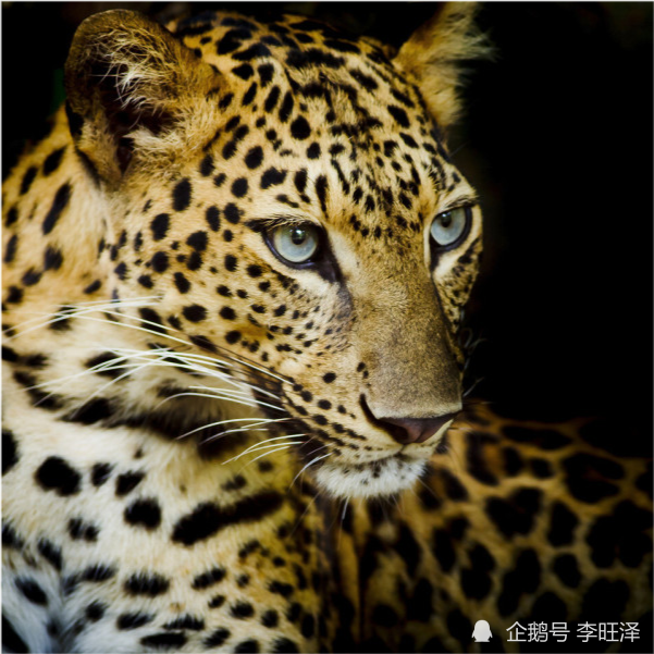 杭州野生动物园金钱豹图片