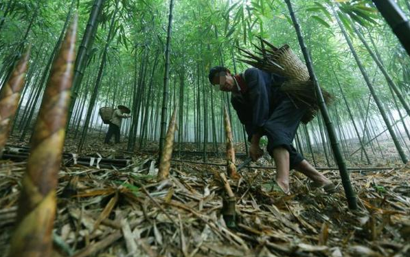 老人山中挖筍挖到2個帶血雞蛋專家鑑定後直接出價80萬