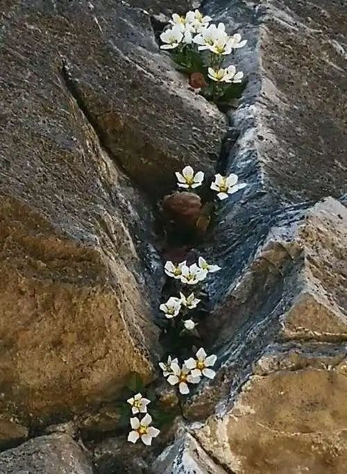 或成观赏花新宠