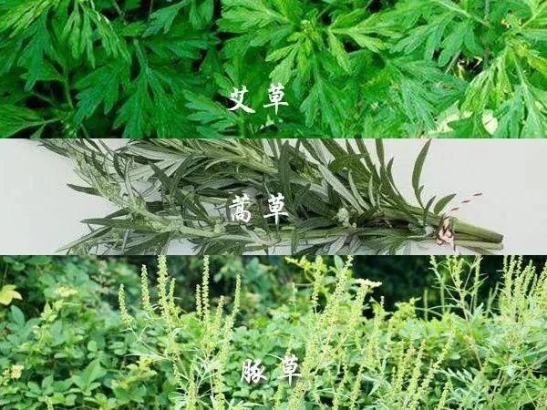 阿嚏咳咳花粉来袭过敏别大意