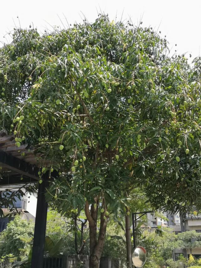 长势十分喜人上面结满了绿油油的芒果不少珠海人都被行道树吸引了目光