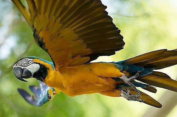 里約熱內盧僅存野生金剛鸚鵡20年來每日飛到動物園找真愛