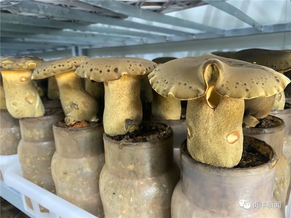 贞丰县黑牛肝菌种植基地正式投产 占地面积120亩总投资3.2亿元