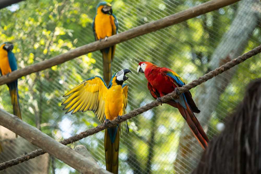 里約熱內盧僅存野生金剛鸚鵡20年來每日飛到動物園找真愛