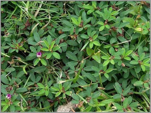 说药鸡眼草清热解毒健脾利湿