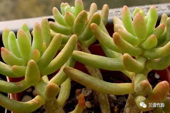 多肉植物怎么养 乙女心的繁殖方法 腾讯新闻