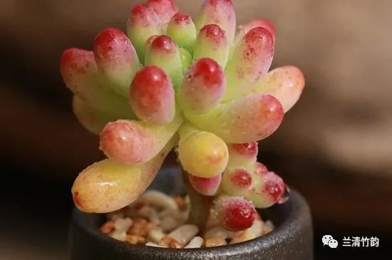 多肉植物怎么养 乙女心的繁殖方法 腾讯新闻
