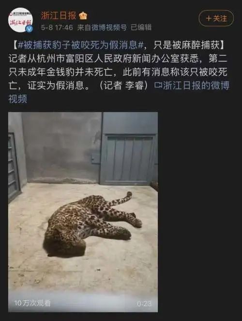 杭州红十字狼群救援队表示,猎犬搜索到豹子后将其围住,狗没咬豹子