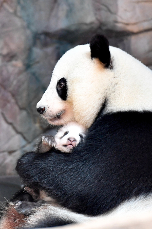 南京|母亲节|深圳野生动物园|广州长隆野生动物世界|相山公园|安皇