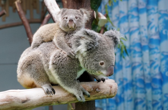 2008年1月19日,安徽省淮北市相山公园的母子猴在雪中相拥取暖