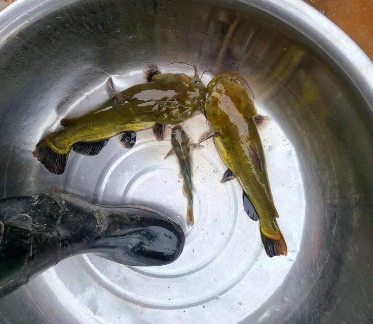 云南钓鱼人钓获"巨型黄辣丁",连钓两条重达1斤多 - 米客网