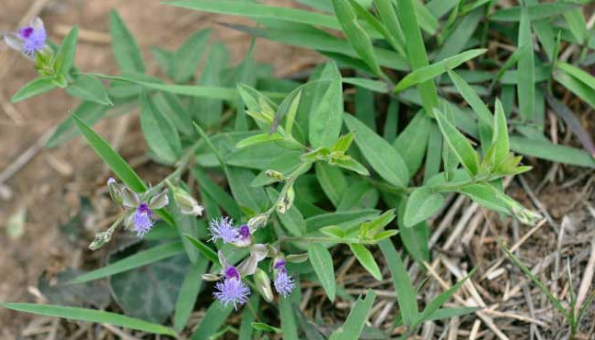 石菖蒲,远志对小脑共济失调的有什么用?