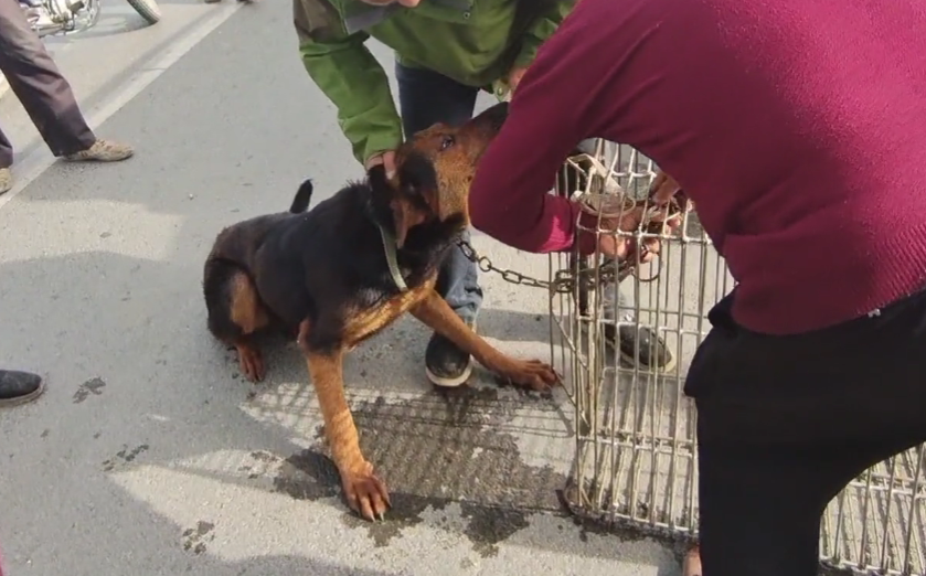 河南大哥嘴里说着杀狗一万也不卖转眼就亲手把狗狗送进狗肉笼