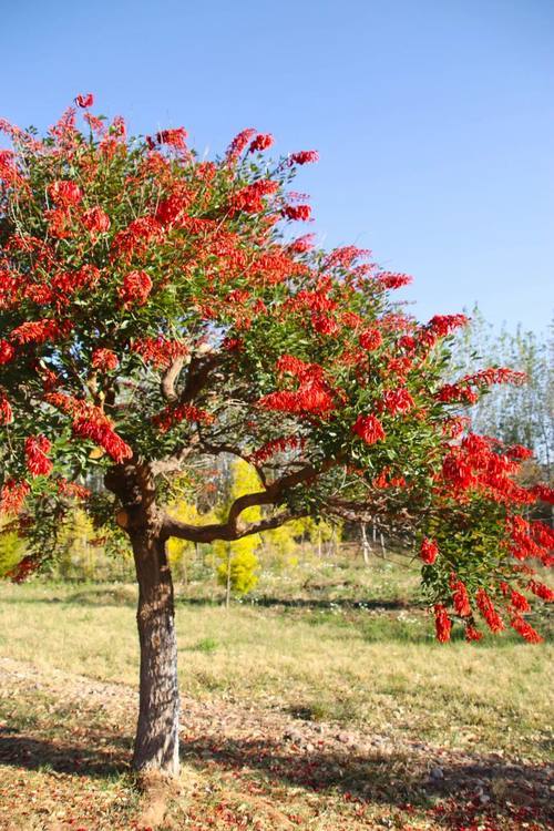 湿地赏花鸡冠刺桐如期绽放火红胜景令人着迷