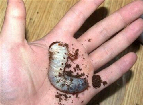 湘西|刘彻|巫蛊之祸|巫术|巫蛊