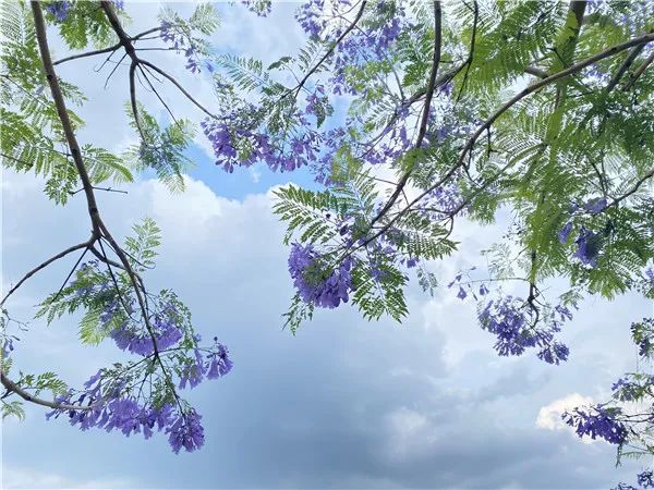 兴义:浪漫蓝花楹开得美!您看见了吗?