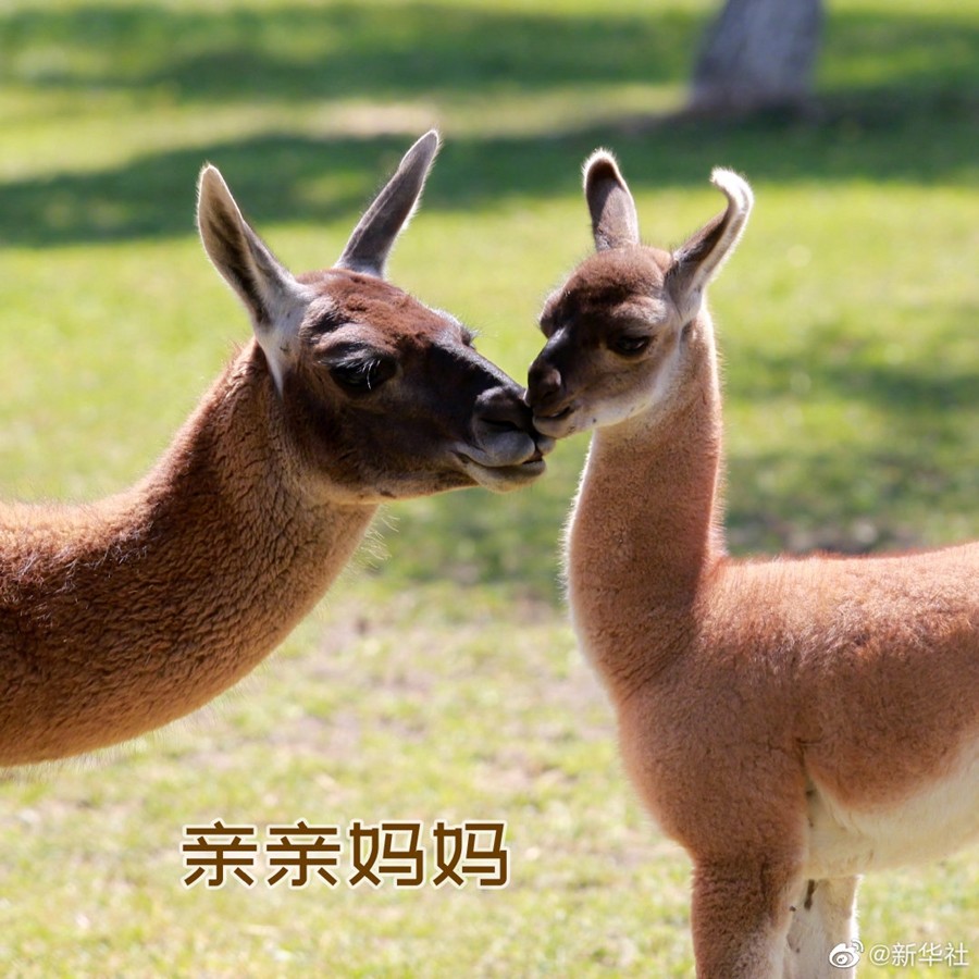 今天母亲节送你一组护犊情深表情包