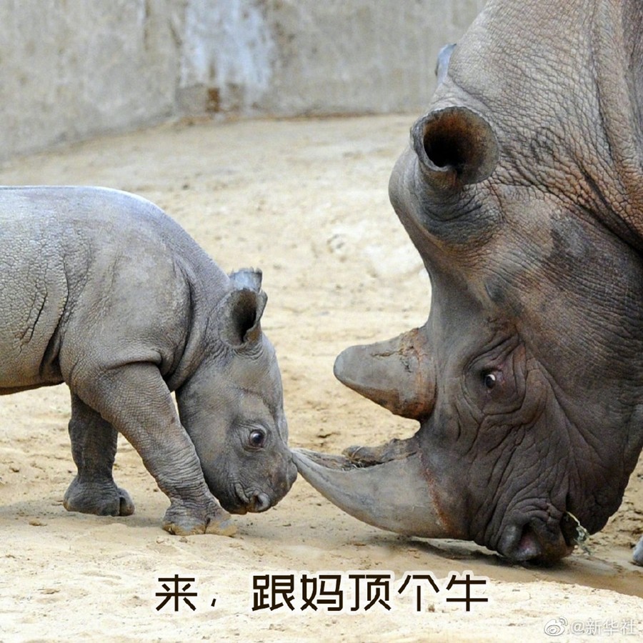 今天母亲节送你一组护犊情深表情包