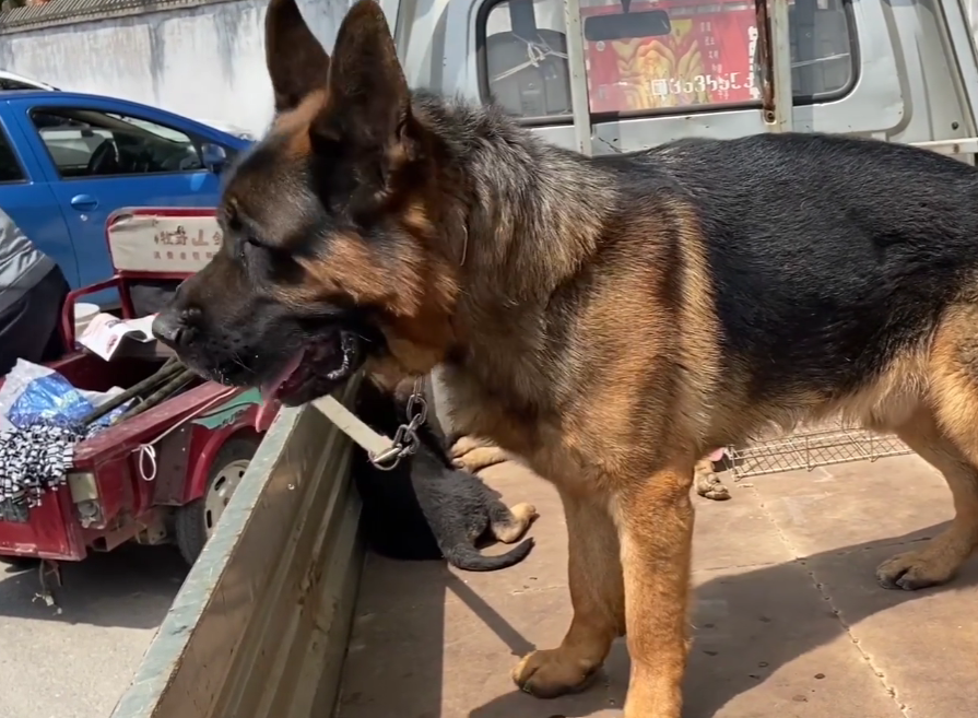 河南小伙狗市遇卖狗大哥谈及德牧对因被人们改良而逐渐消失的老版德牧
