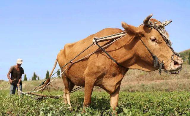 人生感悟系列人生如牛如麻雀如狐狸如棋