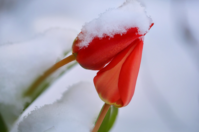 5月中旬 旧爱归来 爱情回头 3大生肖桃花出类拔萃 良缘正当下 腾讯新闻