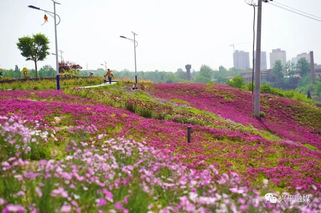 兴平新闻快来打卡莽山公园花海花开正艳