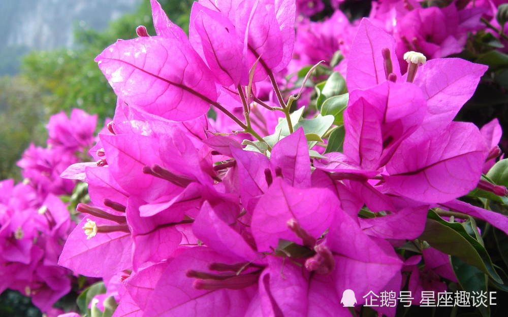 5月10日星座运势 白羊量力而为 狮子好奇心强 双鱼目光长远 腾讯新闻