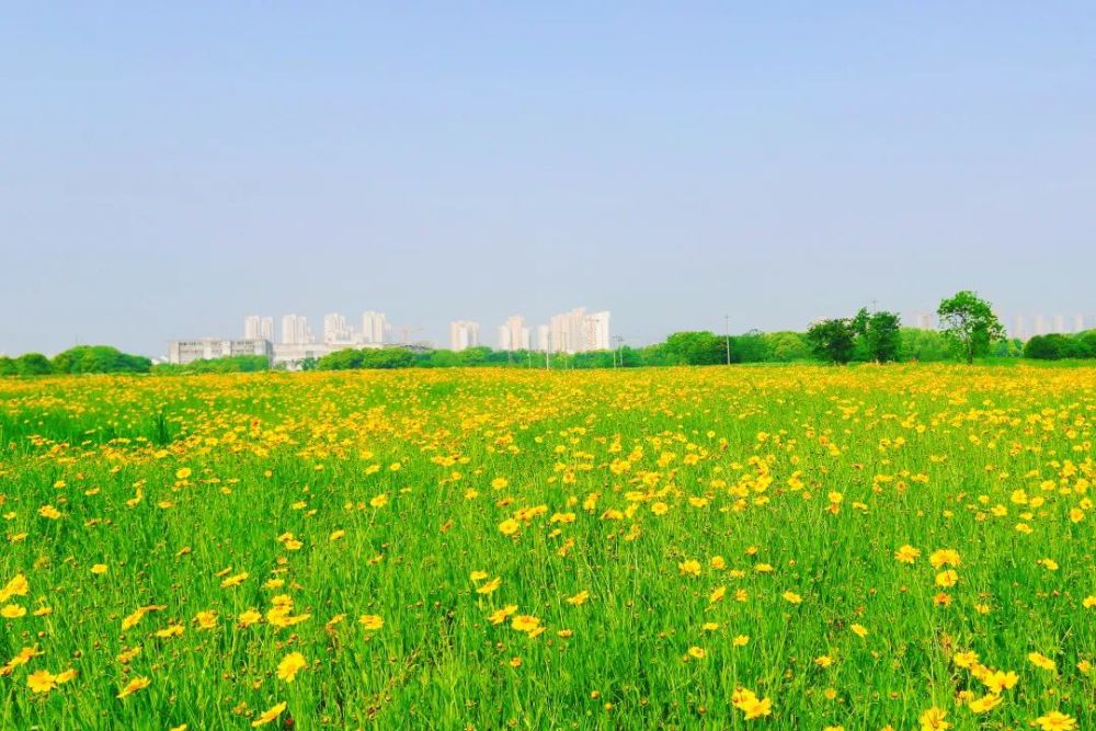 初夏的绚烂花海无锡最浪漫的地方非此地莫属