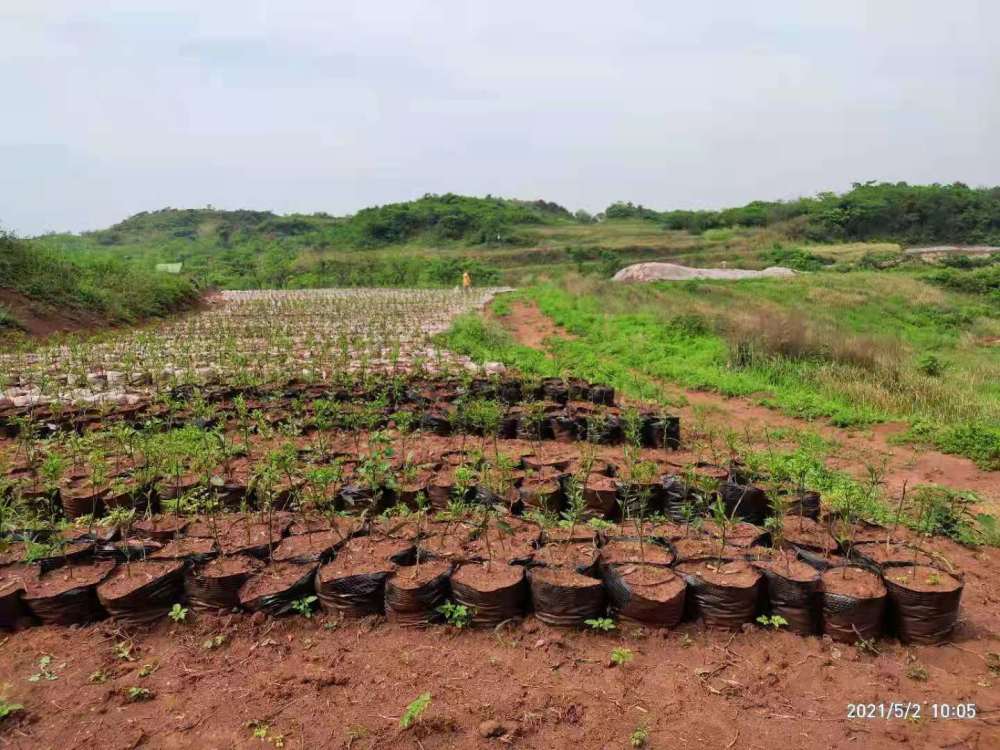 柑橘种植北界图片