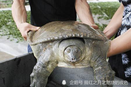 百年巨鳖上岸被捉重46斤年龄大约在100年左右