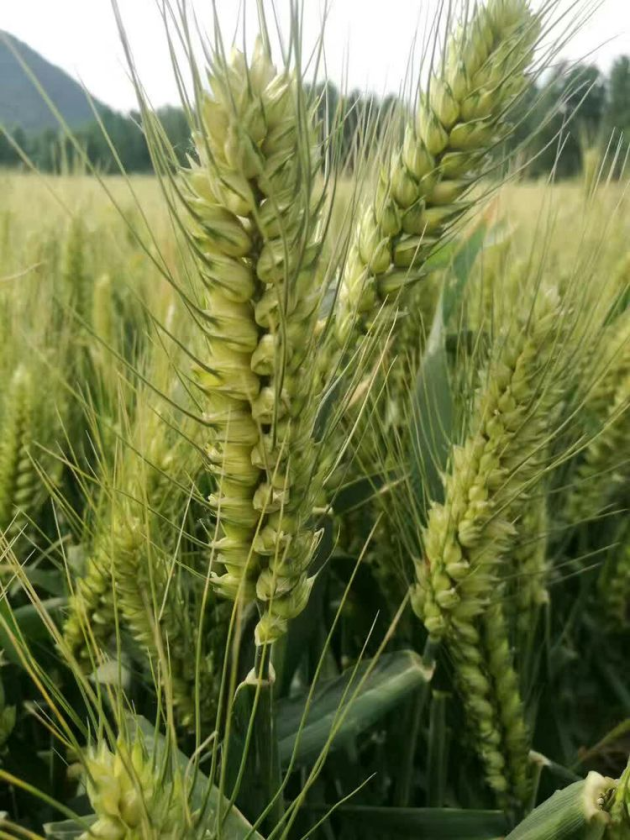 今年小麦收获在即,华农超级吨麦品系再添新"贵族",超级吨麦东升2025