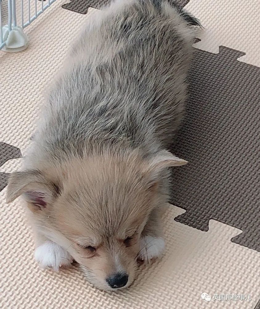 柯基 甲斐犬 狗子长成了熊的模样 柯基的小短腿基因 真的太强了 腾讯新闻