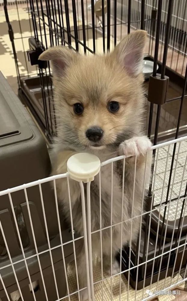 柯基甲斐犬狗子长成了熊的模样柯基的小短腿基因真的太强了