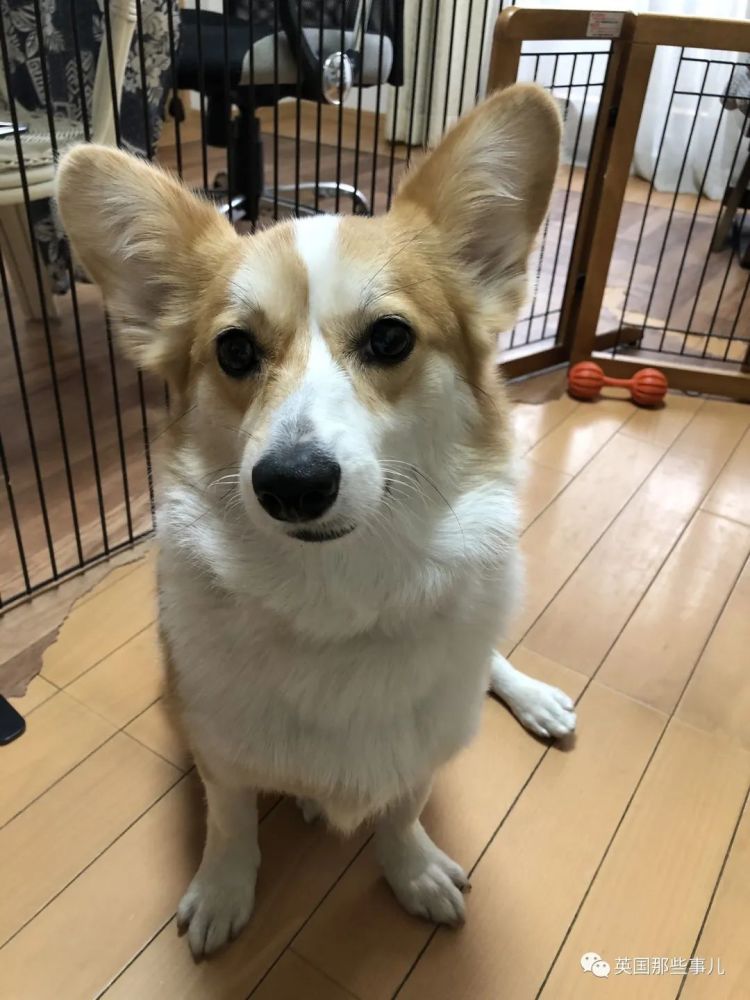 柯基甲斐犬狗子长成了熊的模样柯基的小短腿基因真的太强了