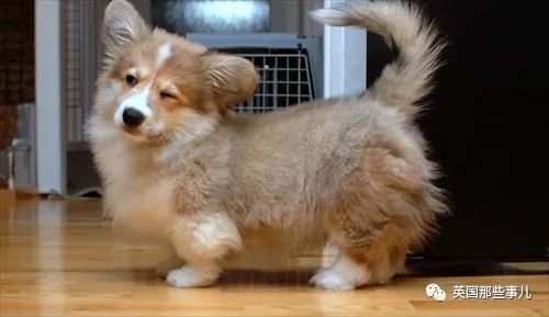 柯基 甲斐犬,狗子长成了熊的模样?柯基的小短腿基因,真的太强了