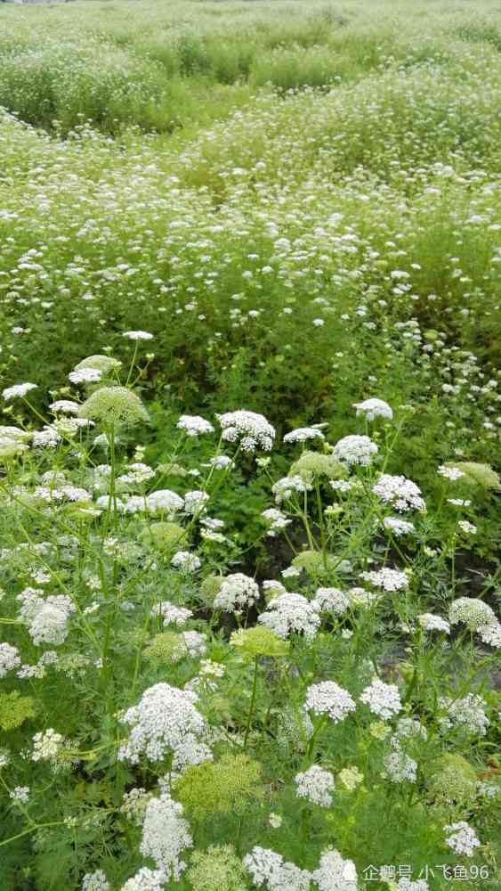 湖南资兴香花星塘一大片蛇床花开似海芳香怡人