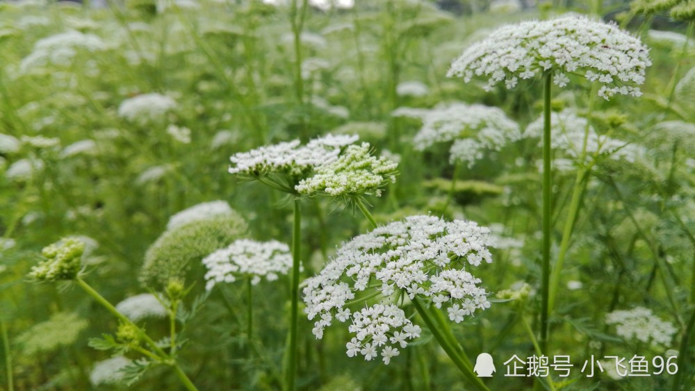 湖南資興香花星塘一大片蛇床花開似海芳香怡人