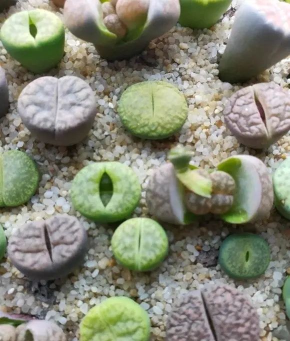 生石化的状态越好,在光照充足的季节里,越不容易徒长,养好生石花,关键