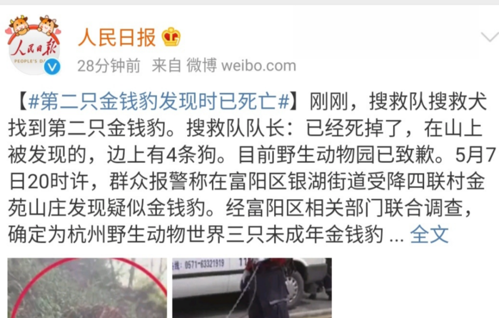 杭州三只金钱豹让多少人现原形