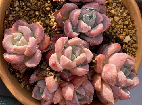 发朋友圈赞美多肉开花的句子汇总33句 腾讯新闻