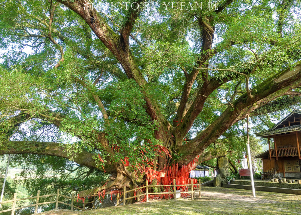 广西第一树树龄超1450年十人才能合围被侗族同胞奉为神树