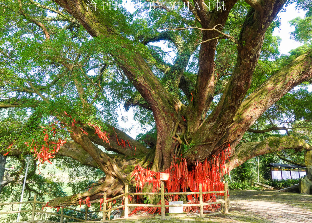 广西第一树树龄超1450年十人才能合围被侗族同胞奉为神树